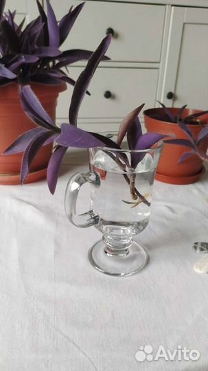 Традесканция (Сеткреазия пурпурная)