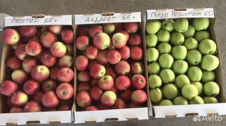 Яблоки Оптом