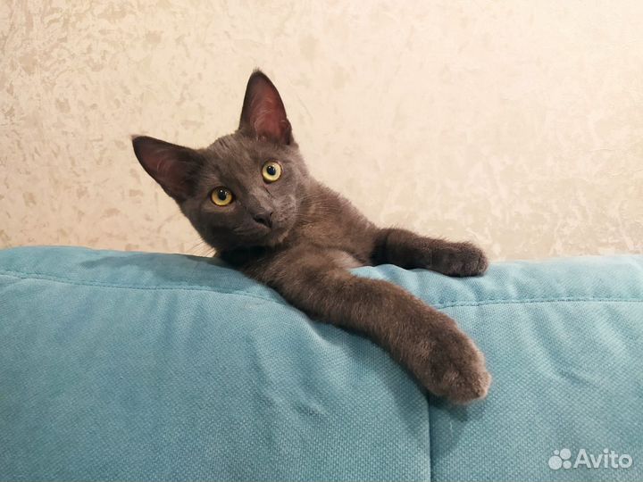 Мальчик 4 месяца (русская голубая)