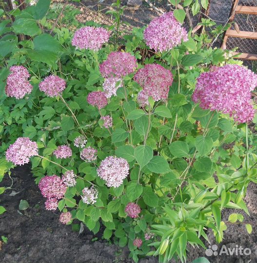 Многолетние цветы