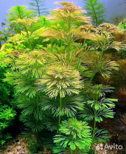 Аквариумные растения