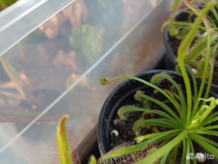 Росянка капская/Drosera capensis (хищное растение)