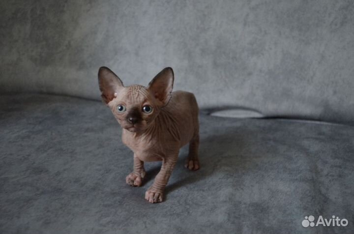 Канадский сфинкс котенок