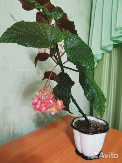 Комнатные цветы Бегония