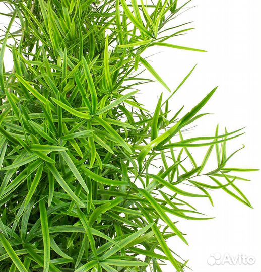 Аспарагус Серповидный