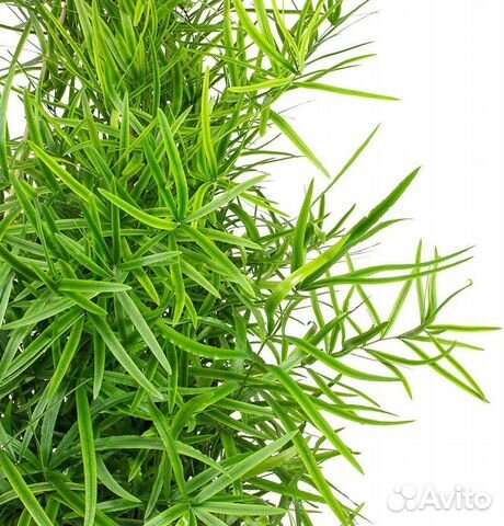 Аспарагус Серповидный