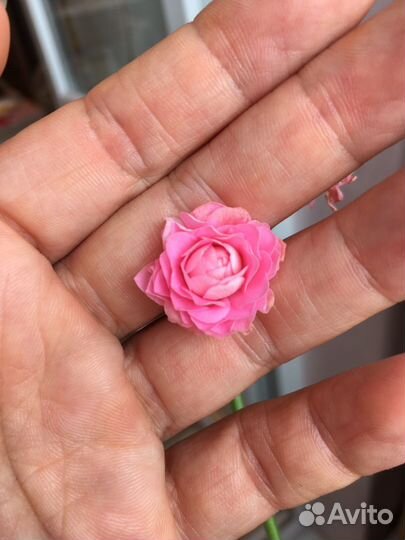 Герань пеларгония Australian Pink