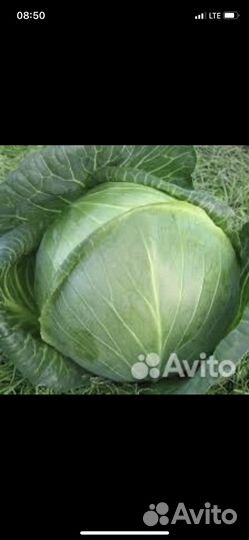 Семена капусты белокачанная универс f1
