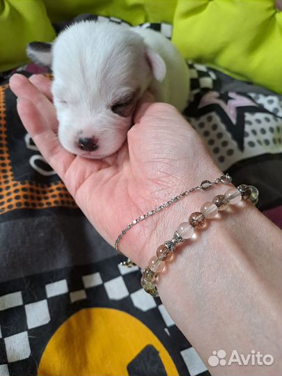 Собаки щенки джек рассел