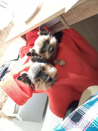 Йоркширский терьер вязка