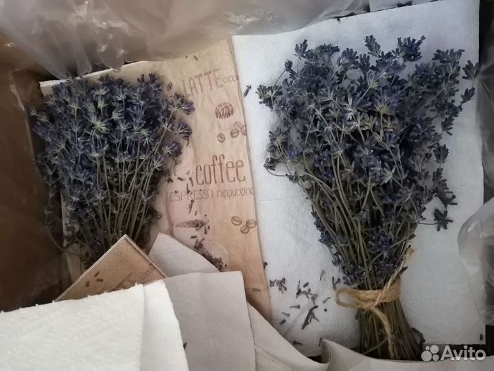 Лаванда, белая лаванда, полынь сухоцветы