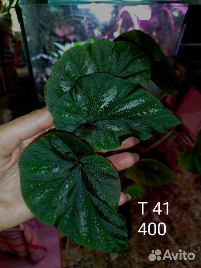 Бегонии Кейн срезы