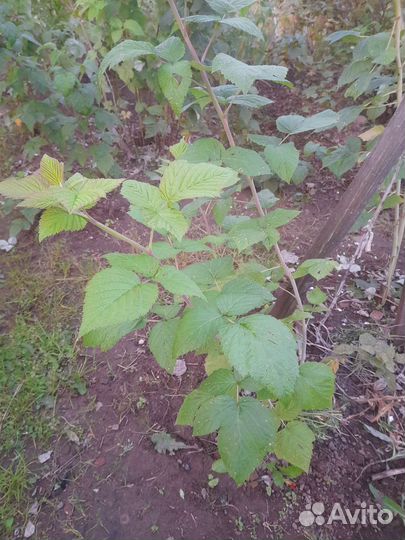 Саженцы малины