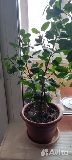 Подам фикусы