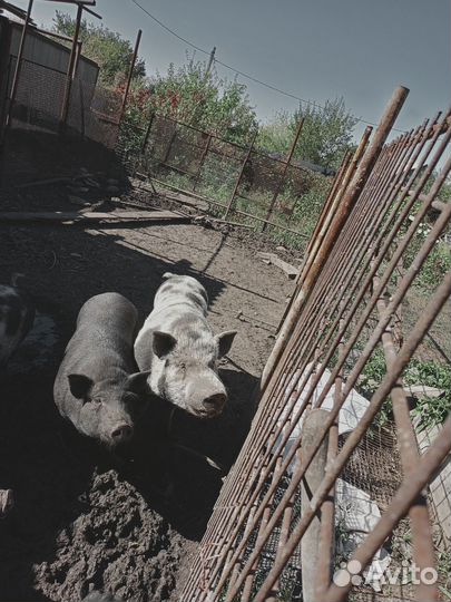 Вьетнамский хряк