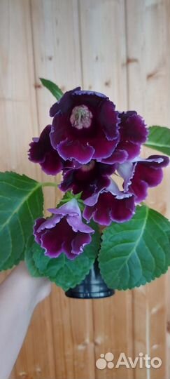 Глоксинии семена