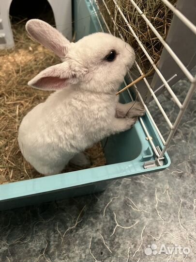 Кролик карликовый рекс