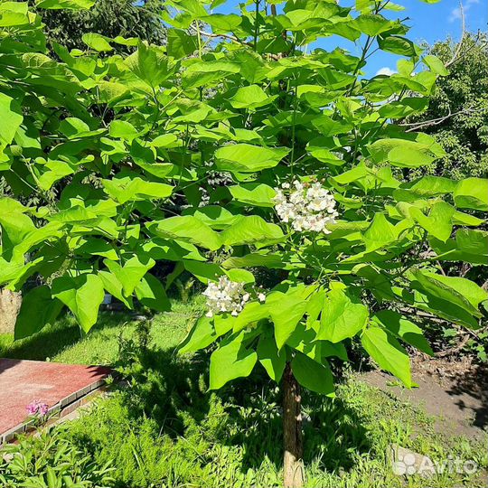 Катальпы и хвойные саженцы