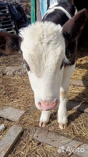 Продам бычка почти два месяца