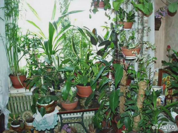 Комнатные растения