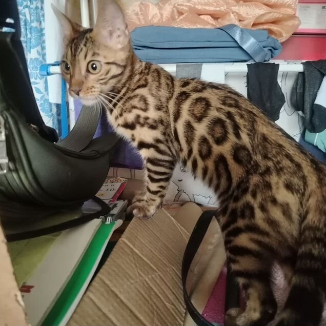Бенгальский котёнок