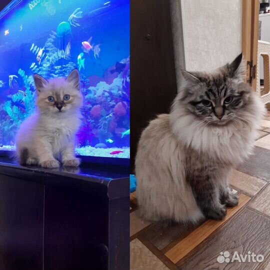 Невская маскарадная