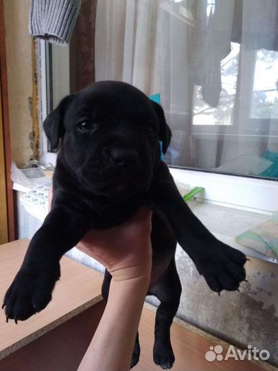 Щенки пидбуля