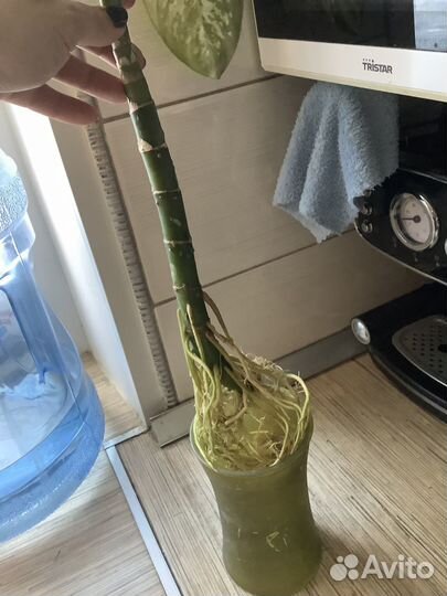 Диффенбахия