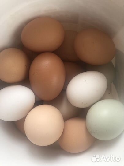 Домашние инкубационные куриные яйца