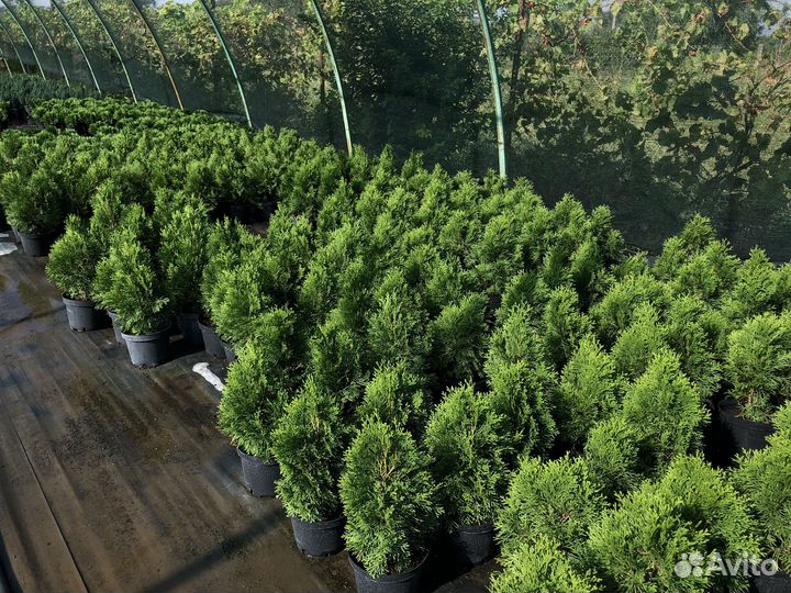 Хвойные и декоративные растения