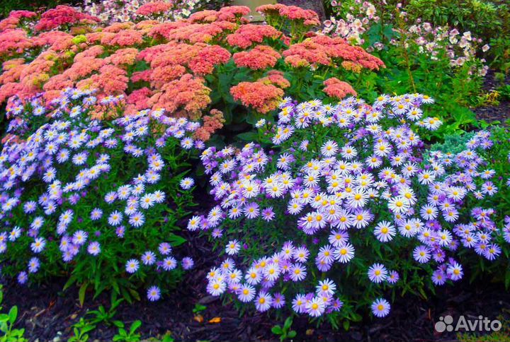 Многолетние цветы для сада