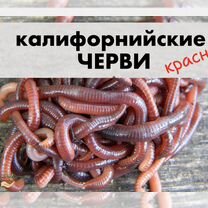 Калифорнийский червь (красный)