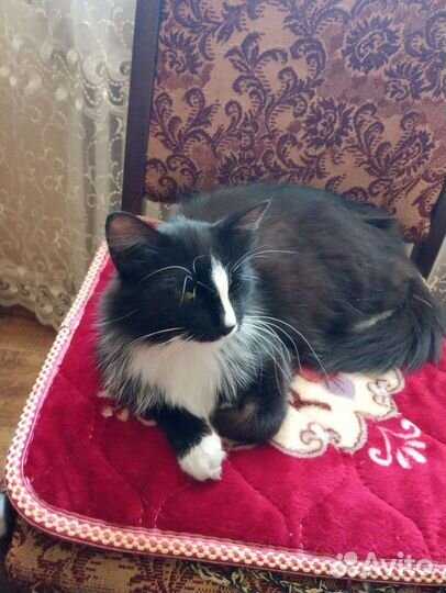 Кошка пушистая в дар