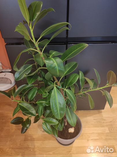 Фикус каучуконосный большой