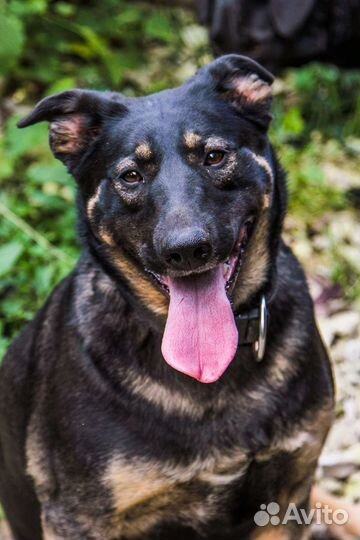 Собака в добрые руки