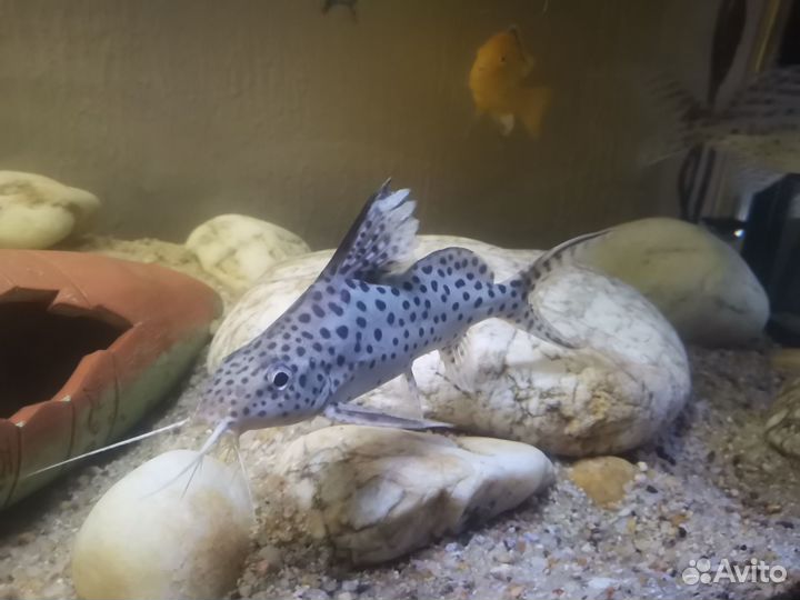 Аквариумные рыбки