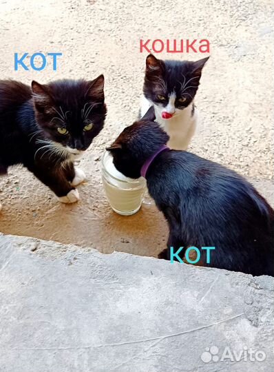Котята в добрые руки