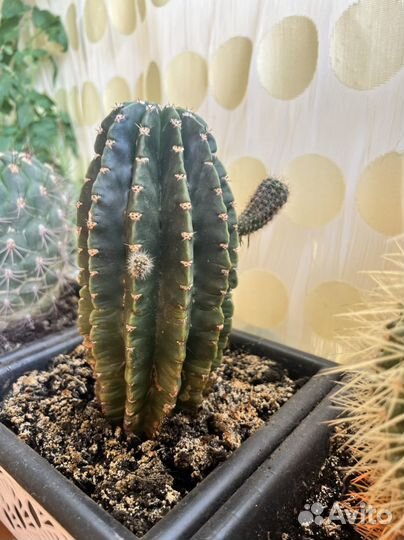 Кактусы в кашпо