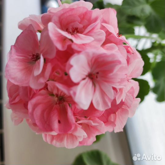 Пеларгонии разные махровые