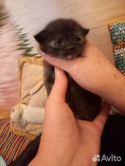 Отдам котят в хорошие руки