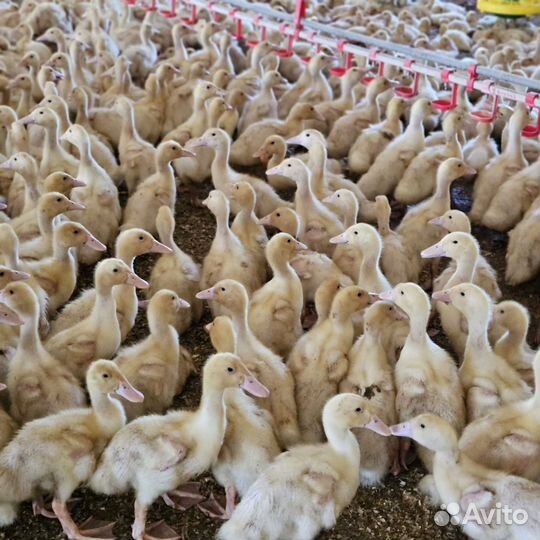 Муларды, утки, гуси, бройлера