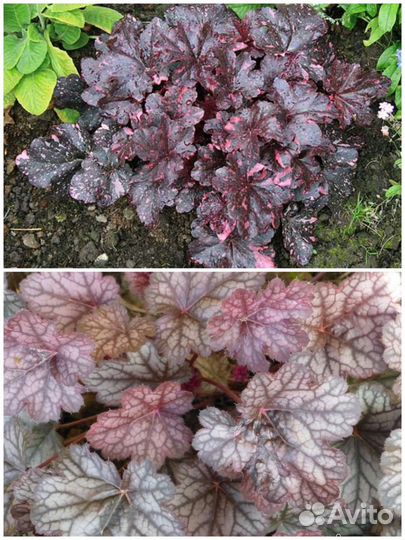 Гейхеры, бересклет