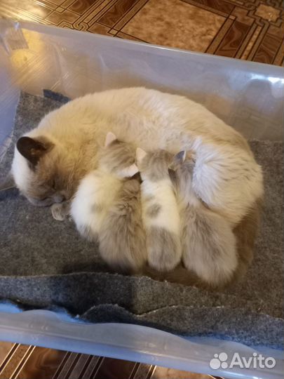 Котята
