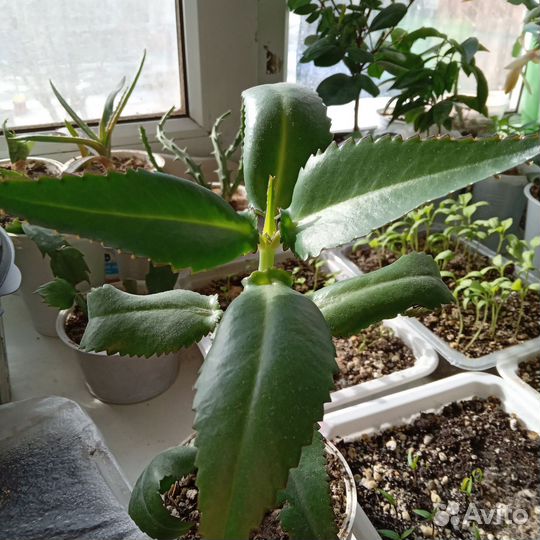 Каланхоэ лечебный