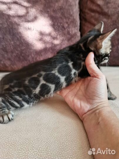 Бенгальские котята редких окрасов