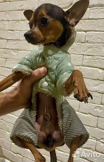 Зимний комбинезон для собак