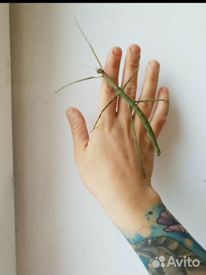 Палочник аннамский