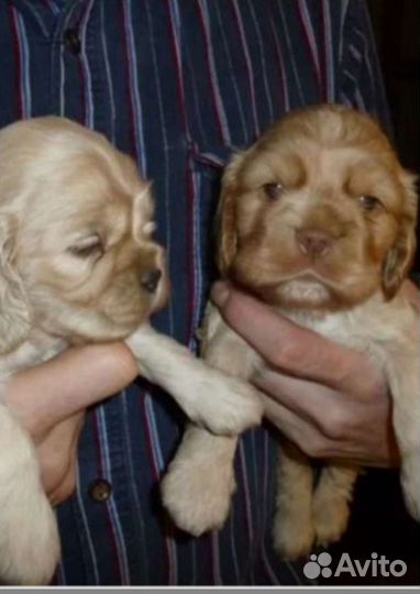 Собаки щенки спаниель