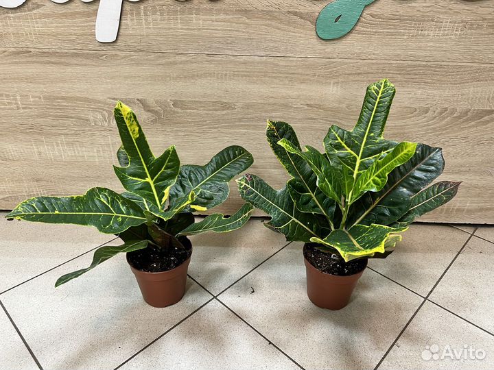 Кодиеум кротон 40 см