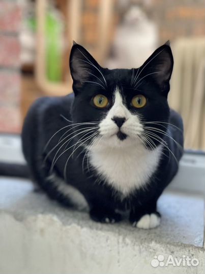 Маркизный котик Барсик